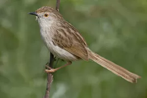 Images Dated 31st March 2007: Graceful Prinia perched on a twig, Prinia gracilis, Israel