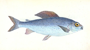 Grayling, Salmo Thymallus, British fishes, Donovan, E. (Edward), 1768-1837, (Author) Grayling, Salmo Thymallus, British fishes, Donovan, E. (Edward), 1768-1837, (Author)