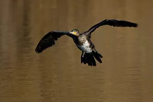 Images Dated 13th January 2008: Great Cormorant in flight, Phalacrocorax carbo, Italy