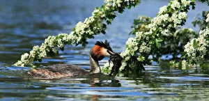 Nesting Material Gallery: Great Crested Grebe with nesting material, Podiceps cristatus