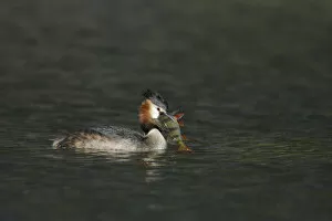 Images Dated 28th March 2009: Great Crested Grebe swimming with fish, Podiceps cristatus