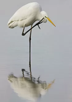 Images Dated 22nd December 2006: Great Egret, Ardea alba, Italy