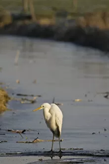 Images Dated 11th January 2009: Great Egret foraging Netherlands, Ardea alba