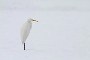 Images Dated 27th December 2010: Great Egret in snow, Ardea alba