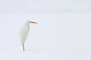 Images Dated 27th December 2010: Great Egret in the snow, Ardea alba