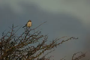 Images Dated 25th January 2007: Great Grey Shrike sitting in top of a bush, Lanius excubitor