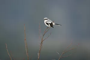 Images Dated 19th March 2006: Great Grey Shrike sitting in top of a bush, Lanius excubitor, Belgium