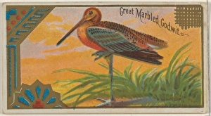 Great Marbled Godwit Game Birds series N13 Allen & Ginter Cigarettes Brands Great Marbled Godwit Game Birds series N13 Allen & Ginter Cigarettes Brands