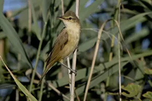 Images Dated 21st August 2005: Great Reed Warbler perched in reed, Acrocephalus arundinaceus