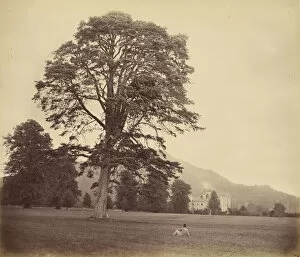 Great Scots Fir Lawn Vernon Heath British 1819