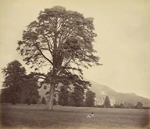 Great Scots Fir Lawn Vernon Heath British 1819 Great Scots Fir Lawn Vernon Heath British 1819
