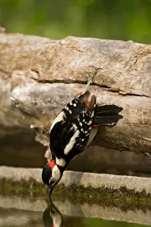 Images Dated 26th May 2008: Great Spotted Woodpecker at drinking site, Dendrocopos major