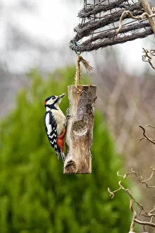 Images Dated 15th December 2007: Great Spotted Woodpecker male on feeder Netherlands, Dendrocopos major, Netherlands