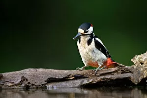 Images Dated 26th May 2008: Great Spotted Woodpecker perched near water, Dendrocopos major