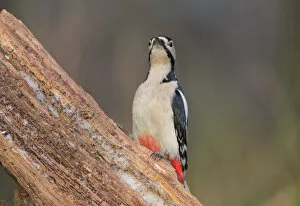 Images Dated 11th January 2009: Great Spotted Woodpecker perched against tree, Dendrocopos major
