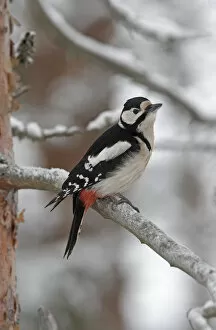 Images Dated 14th January 2007: Great Spotted Woodpecker perched on a tree in winter, Dendrocopos major, Norway