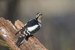 Images Dated 11th January 2009: Great Spotted Woodpecker perched on trunk, Dendrocopos major