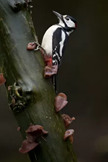 Images Dated 23rd January 2011: Great Spotted Woodpecker on tree trunk, Dendrocopos major, The Netherlands