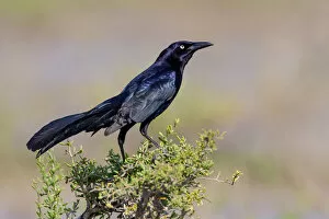Images Dated 29th April 2011: Great-tailed Grackle, Quiscalus mexicanus