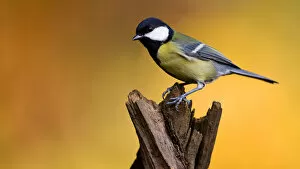 Images Dated 9th November 2008: Great Tit perched on branch, Parus major