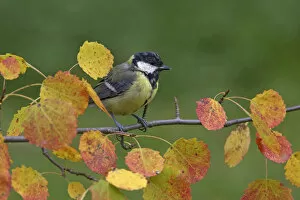 Images Dated 15th September 2004: Great Tit perched on a branch, Parus major, Norway