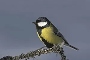 Images Dated 1st April 2004: Great Tit perched on a branch, Parus major, Norway