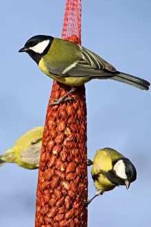 Images Dated 28th December 2008: Great Tits on feeder Netherlands, Parus major, Netherlands