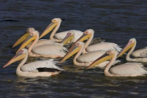 Images Dated 21st October 2007: Great White Pelican a group swimming Senegal, Pelecanus onocrotalus