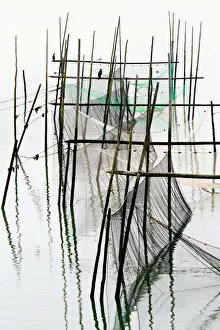 Images Dated 5th March 2011: Greater Cormorant on fishing nets