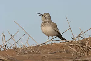 Images Dated 28th January 2004: Greater Hoopoe Lark, Morocco