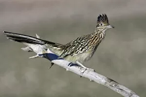Images Dated 14th November 2005: Greater Roadrunner, Geococcyx californianus, United States