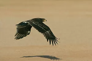 Images Dated 10th October 2004: Greater Spotted Eagle in flight, Clanga clanga