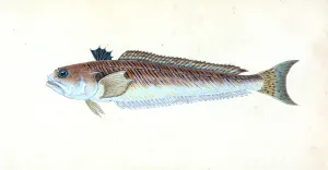 Greater Weever, or Sting-bull, Trachius Major, British fishes, Donovan, E. (Edward) Greater Weever, or Sting-bull, Trachius Major, British fishes, Donovan, E. (Edward)