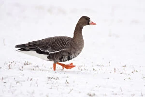 Images Dated 24th December 2010: Greater White-fronted Goose in the snow, Anser albifrons