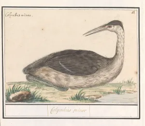 Grebe Podiceps cristatus Colijmbus minor title Grebe Podiceps cristatus Colijmbus minor title