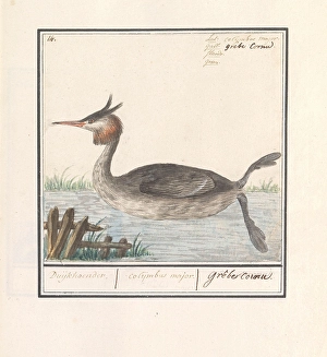 Grebe Podiceps cristatus Duijkhoender colijmbus major Grebe Podiceps cristatus Duijkhoender colijmbus major