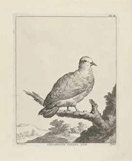 Green Imperial-Pigeon green Muscat pigeon Ducula aenea Green Imperial-Pigeon green Muscat pigeon Ducula aenea