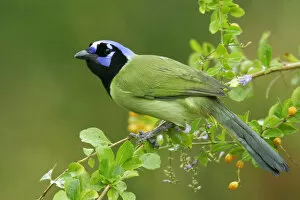 Images Dated 13th November 2004: Green Jay, Cyanocorax luxuosus, United States