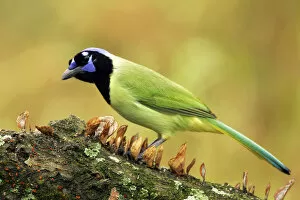 Images Dated 14th November 2004: Green Jay, Cyanocorax luxuosus, United States