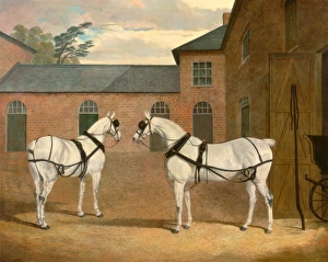 Grey carriage horses in the coachyard at Putteridge Bury, Hertfordshire Mr Grey carriage horses in the coachyard at Putteridge Bury, Hertfordshire Mr