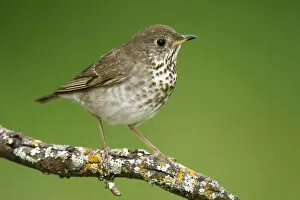 Images Dated 26th April 2006: Grey-cheeked Thrush, Catharus minimus, United States