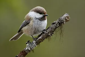 Grey Headed Chickadee Collection: Grey-headed Chickadee perched on a branch, Poecile cinctus, Finland