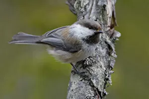 Grey Headed Chickadee Collection: Grey-headed Chickadee perched on a branch, Poecile cinctus, Finland