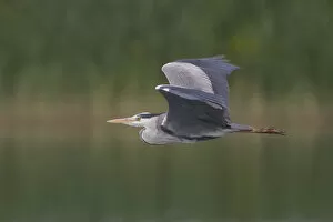 Images Dated 1st May 2006: Grey Heron adult flying, Ardea cinerea