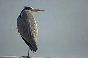Images Dated 4th February 2007: Grey Heron adult perched on pole, Ardea cinerea, Netherlands