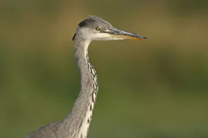 Images Dated 13th August 2006: Grey Heron perched, Ardea cinerea