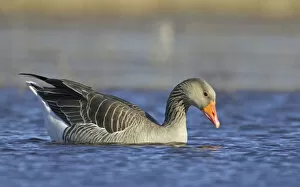 Images Dated 16th April 2005: Grey-lag Goose in water