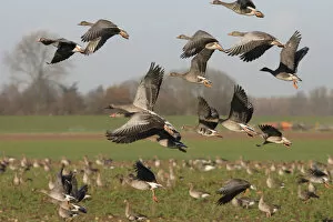 Images Dated 12th December 2006: Greylag Geese in flight