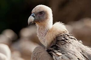 Images Dated 12th November 2011: Griffon Vulture close up, Gyps fulvus