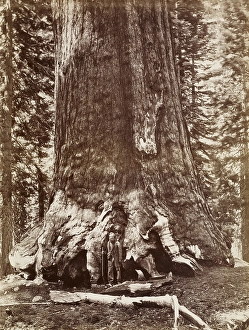Grizzly Giant Diameter 33 Ft Mariposa Grove Carleton Watkins Grizzly Giant Diameter 33 Ft Mariposa Grove Carleton Watkins